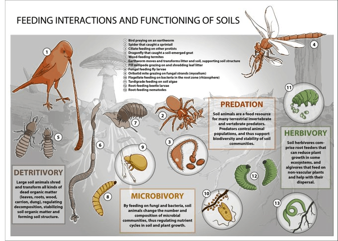 Feeding interactions of animals and the functioning of soils