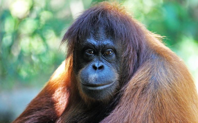 Where have all the flowers gone? by Peter Blunt