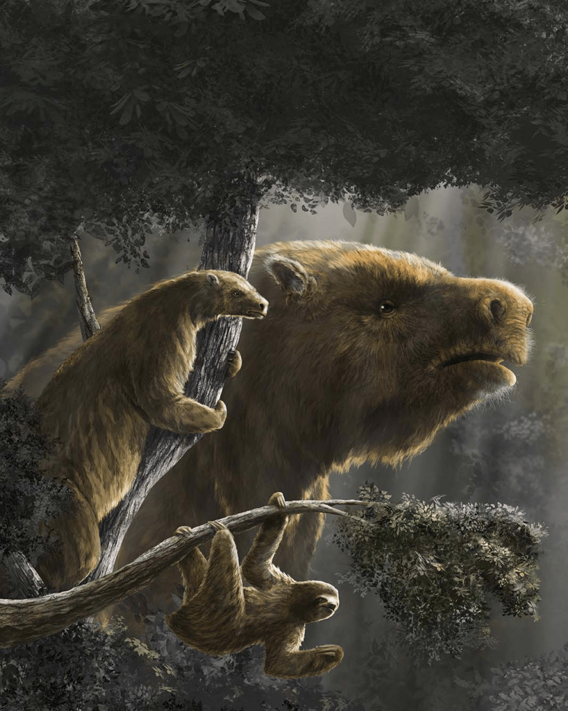 Ancient sloths lived in trees, on mountains, in deserts, boreal forests and open savannahs. These differences in habitat are primarily what drove the wide difference in size between sloth species. This artist's impression shows the comparison of size between a giant ground sloth and the extant sloth species. Illustration by Diego Barletta