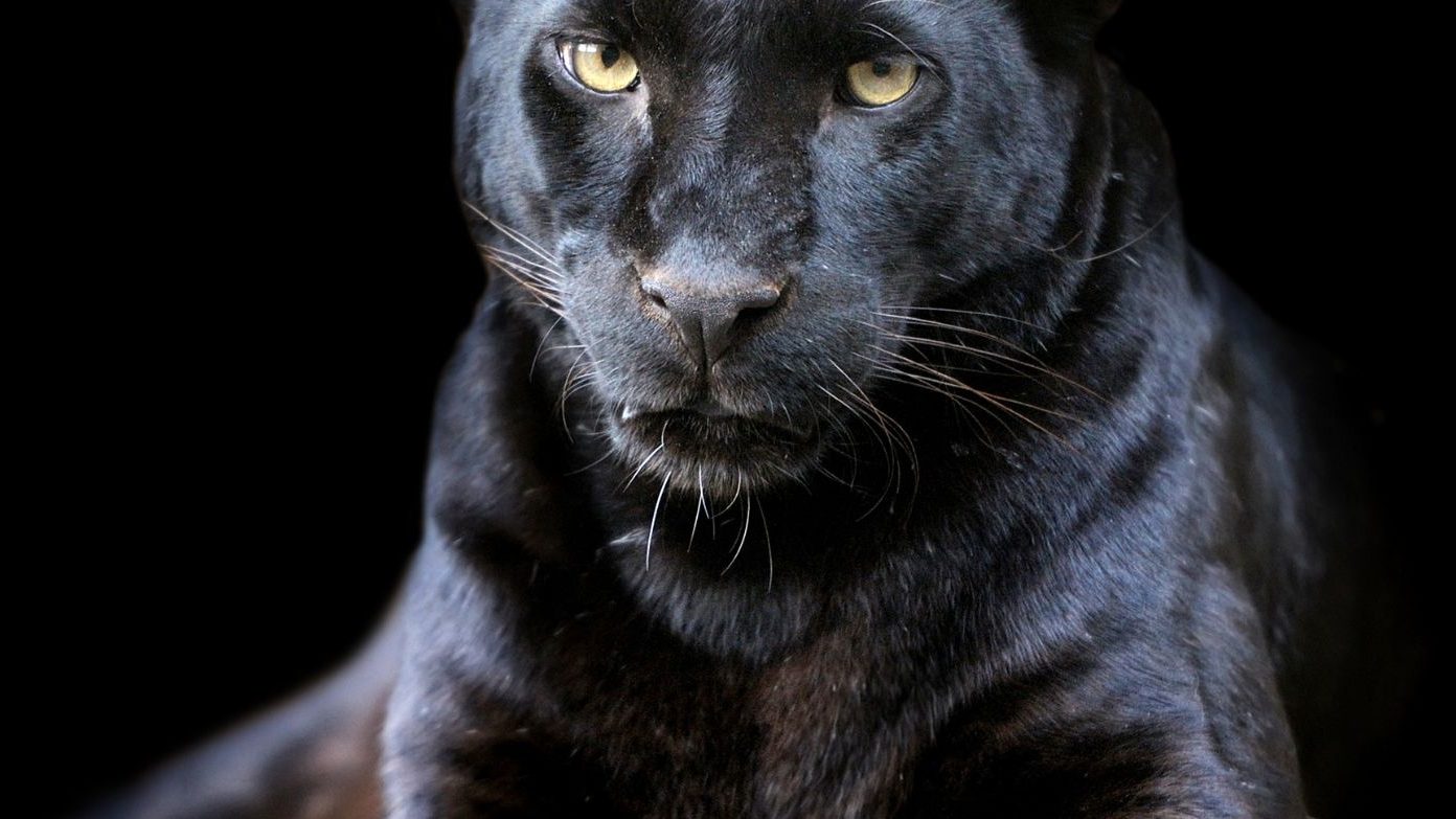 A panther is a poem with the fire green eyes