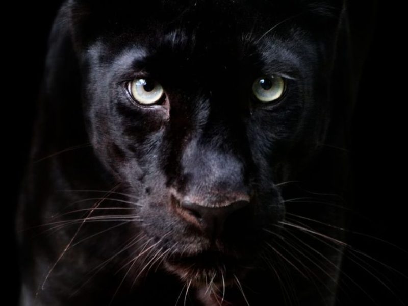 A panther is a poem with fire green&nbsp;eyes