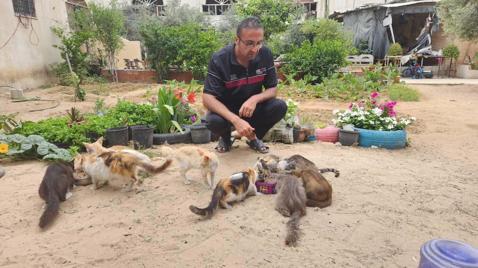A message from my friend Mo in Gaza @helpcatsmsallam on Twitter