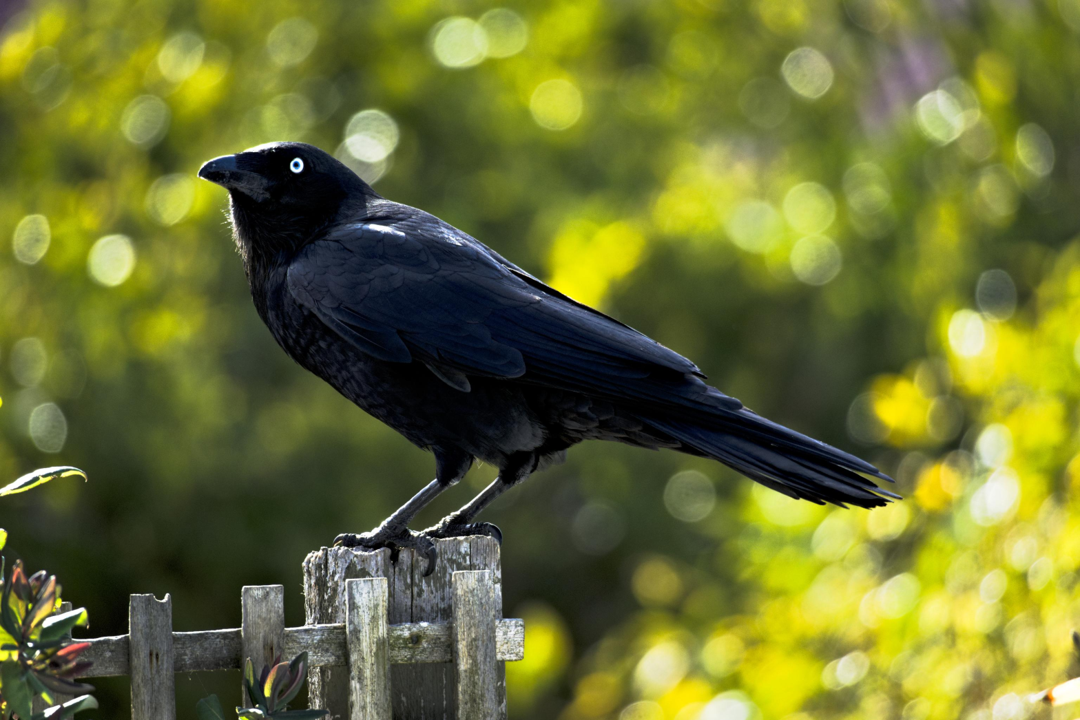 Comforting Thought: This is only one of many worlds - Australian crow