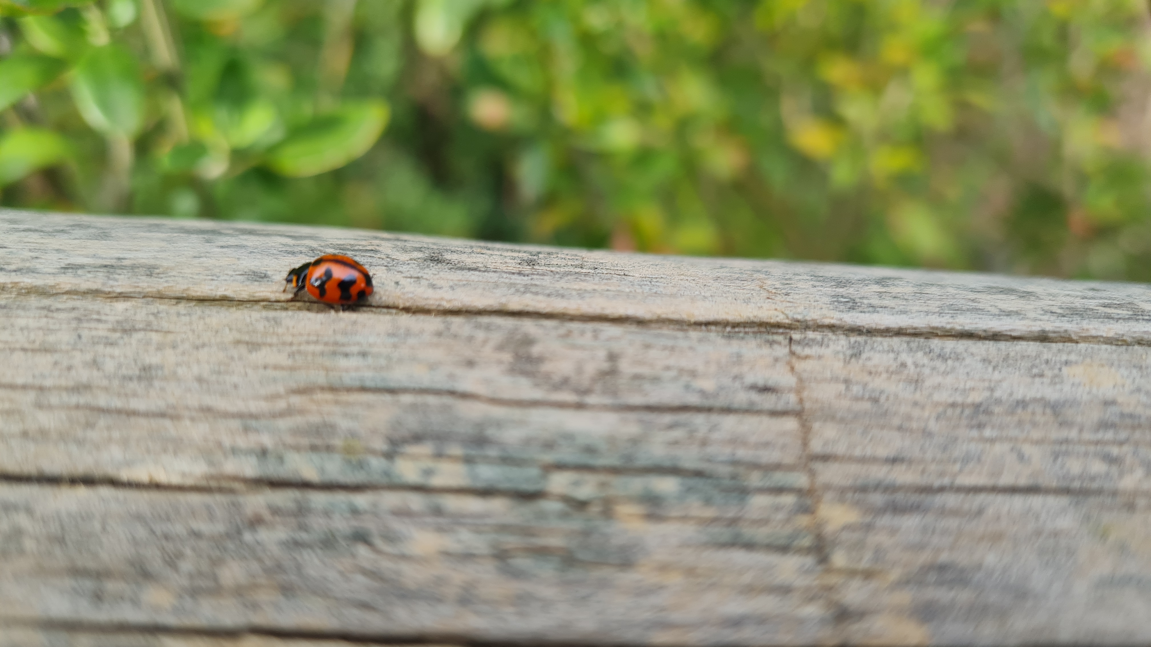 A lone ladybug has an adventure in my garden