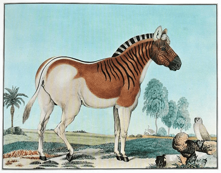 Quagga by Aloys Zötl