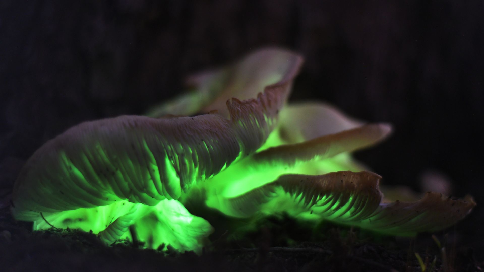 Ghost Fungi Omphalotus nidiformis by Peter Belobrajdic Getty Images