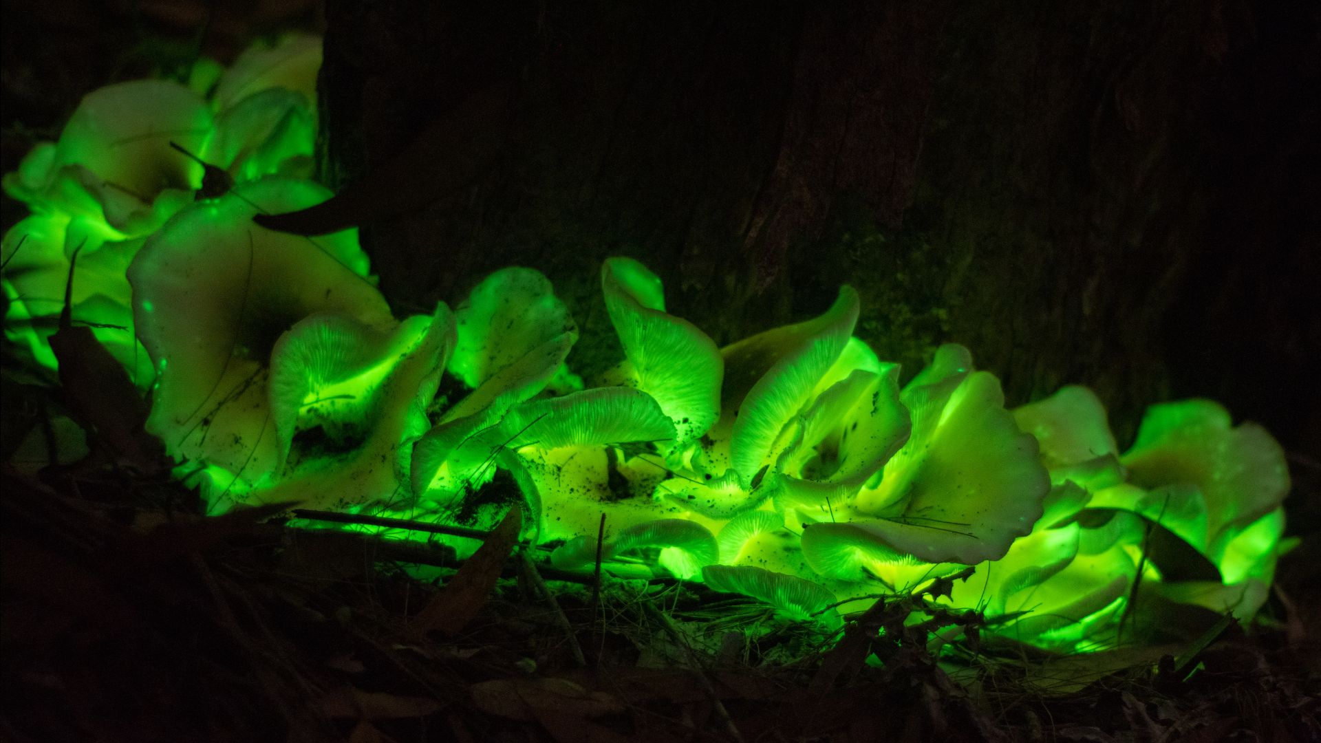 Ghost Fungi Omphalotus nidiformis by Peter Belobrajdic Getty Images