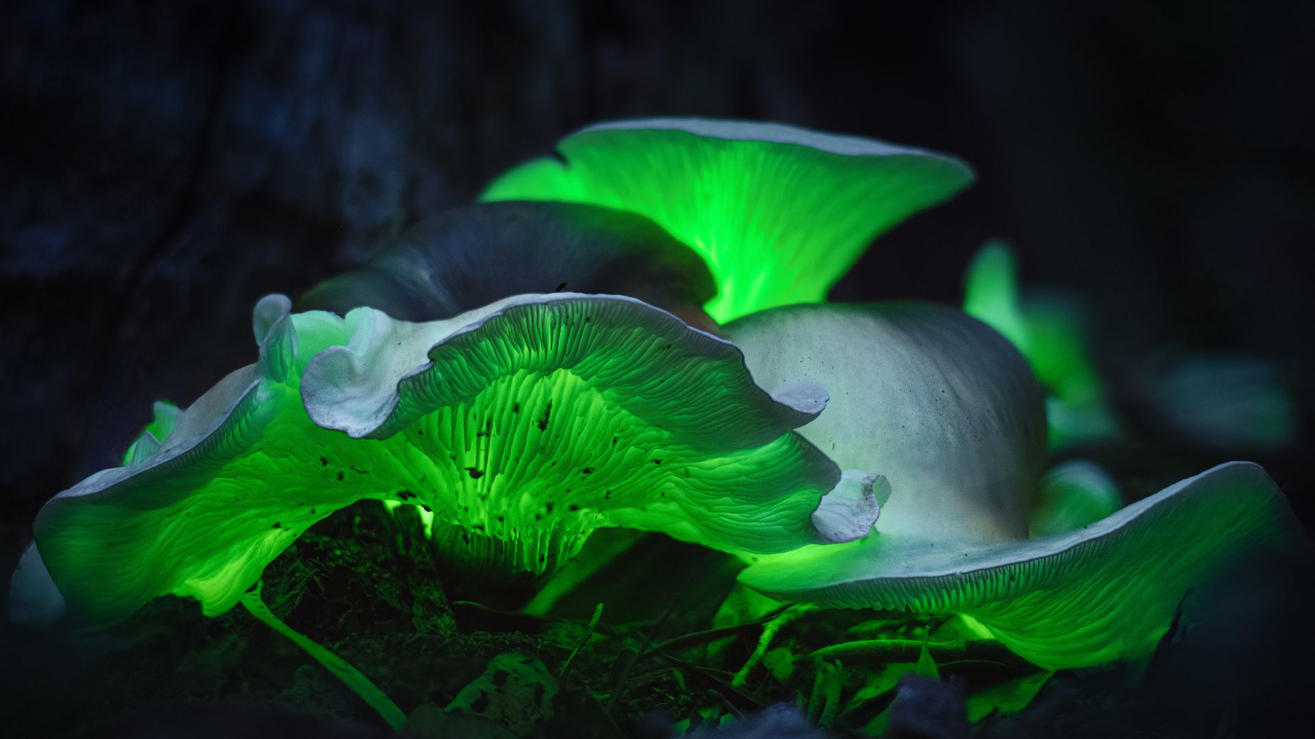 Ghost Fungi Omphalotus nidiformis by Peter Belobrajdic Getty Images