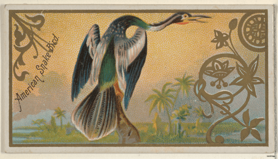 American Snake Bird, for Allen & Ginter Cigarettes Brands