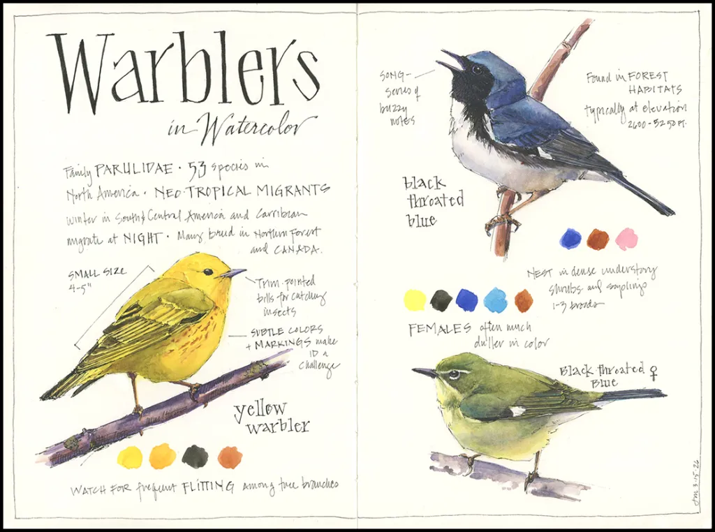 Warblers from Jean Mackay's beautiful blog, Drawn In
