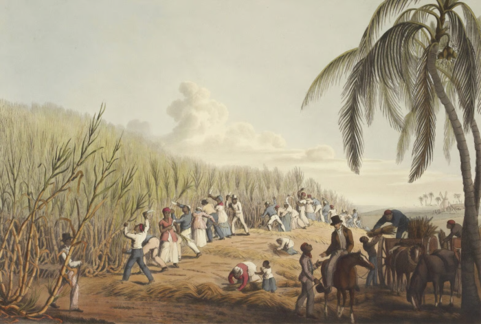Slaves cutting the sugar cane in the British colony of Antigua. Image taken from Ten Views in the Island of Antigua, by William Clark, originally published in London in 1823. British Library