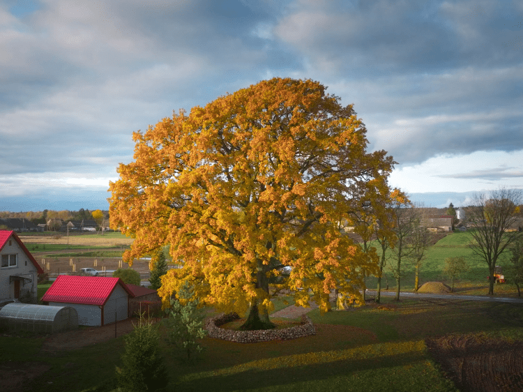 400-year-old Oak of Laukai, a Lithuanian tree that won European Tree of the Year