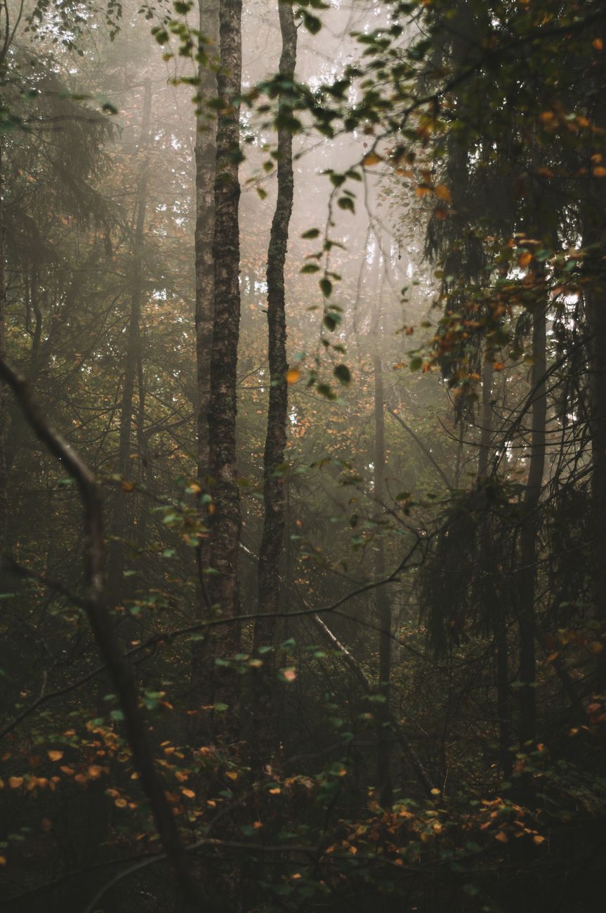 Swedish forest Photo by Oscar Helgstrand